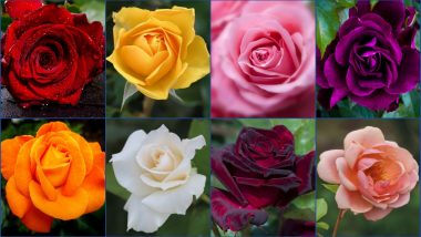 Happy Rose Day 2019 Images: Know Meanings of Different Colours of Roses to Wish on the First Day of Valentine Week