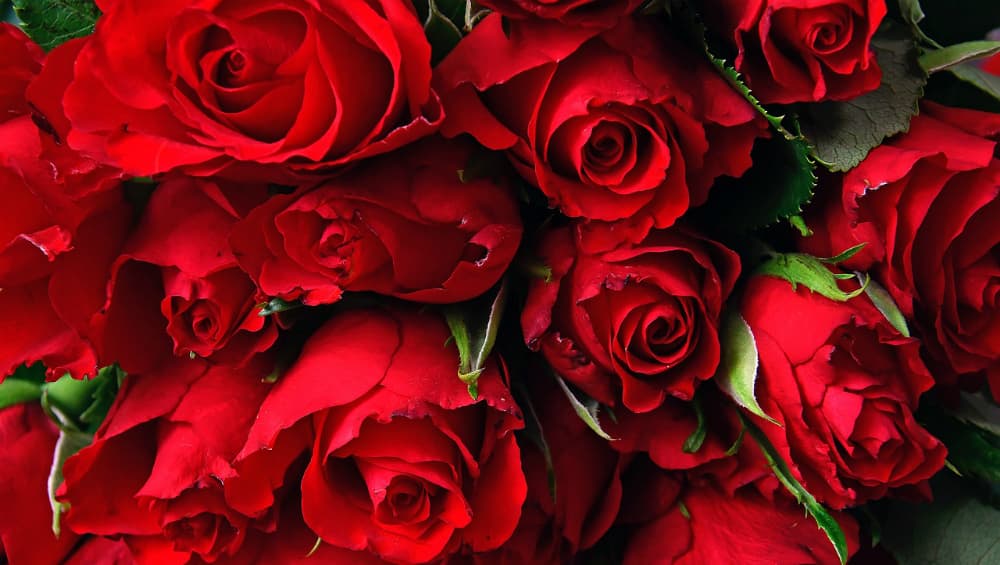 Rose Day 2019 Images & HD Wallpapers for Free Download Online: Wish Happy Rose  Day With Romantic GIF Greetings & WhatsApp Sticker Messages During  Valentine Week | ?? LatestLY