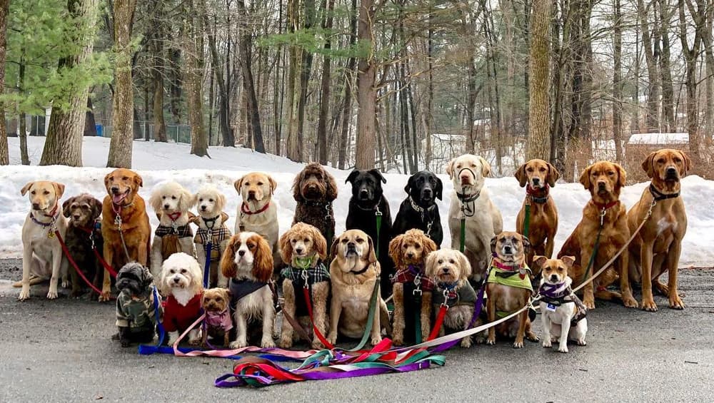 Pictures of Pack Walking Dogs by Saratoga Dog Walkers in New York Are ...