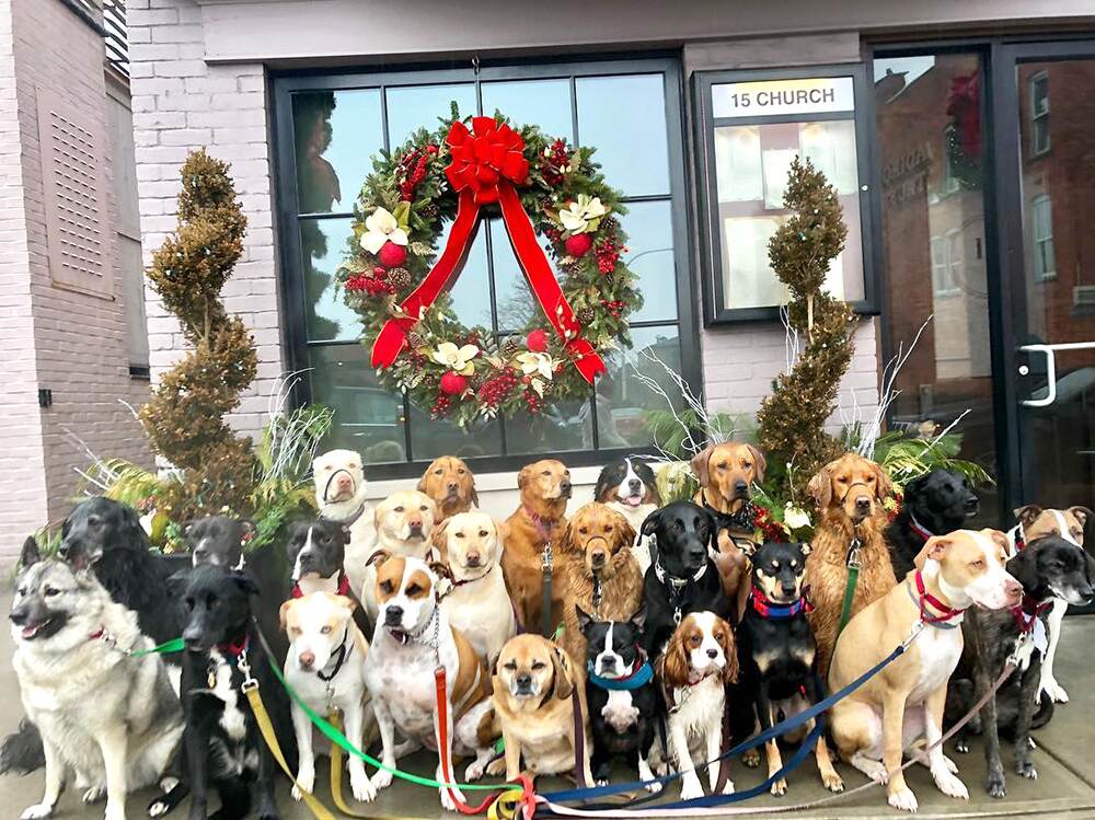 Saratoga dog walker has a big following