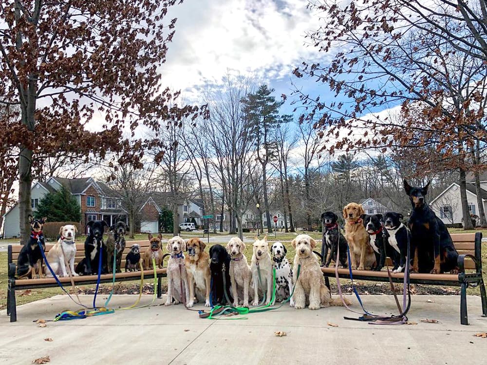 Saratoga dog walker has a big following