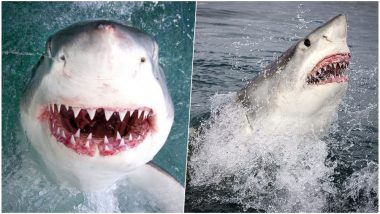 'Smiling' Great White Shark Captured by Photographer in South Africa, Check Terrifying Pics!