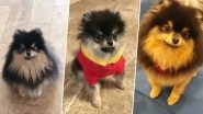 BTS Member V's Adorable Dog Video Has Left All Fans Going Awww... Watch Cute Video of Tannie