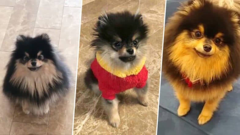 BTS Member V's Adorable Dog Video Has Left All Fans Going Awww... Watch