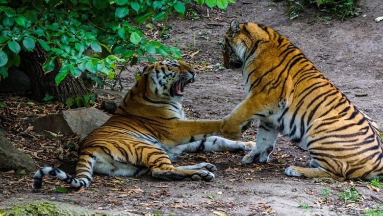 Deadly Love Story During Valentine Week: Tiger Kills Potential Sumatran ...