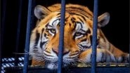 A Marijuana User Entered a Texas Warehouse to Smoke a Joint, He Found a Tiger Instead