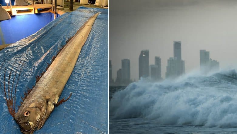 Oarfish Japan Earthquake Tsunami