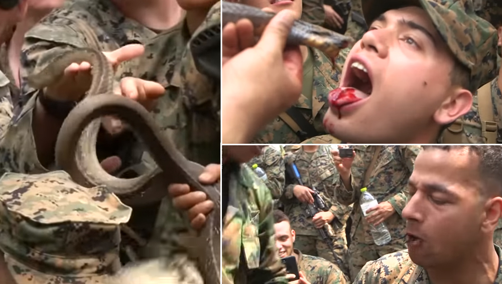 PETA Urges DoD to Ask Marines to Not Drink Cobra Blood as a Part of Jungle Survival Skills in Thailand; Protest to Be Held Outside the Pentagon