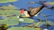 World Wetlands Day 2019: Importance and Theme of the Day For Nature Conservation and Solution For Climate Change