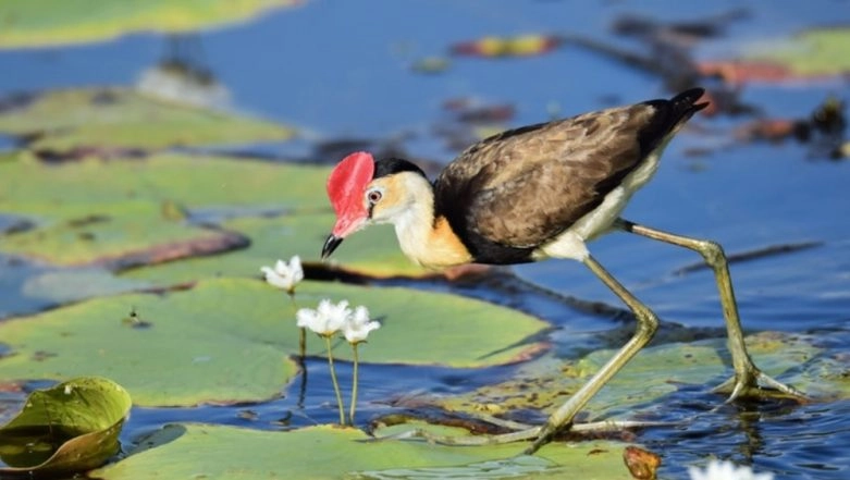 World Wetlands Day 2020: History, Theme and Significance of the Day That Celebrates The Convention of Wetlands