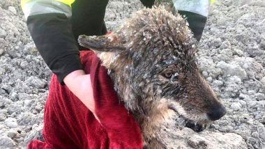 Estonians Rescue 'Dog' From Icy River Only to Realise It Was a Wolf, Pictures Go Viral