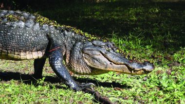 Florida Woman Heard Knocks on The Door, Freaked Out to See 10-Foot Alligator Waiting Outside! Watch Video