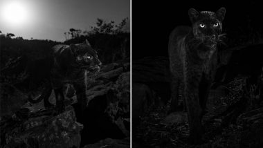 Rare African Black Leopard Photographed For the First Time in 100 Years in Kenya (See Pics)