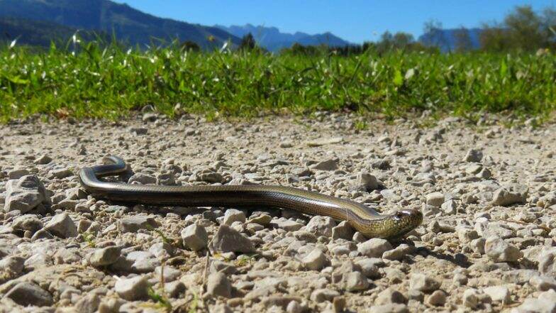 Snake XYZ! This ValentineтАЩs Day, Name a Brown Snake After Your Ex in This Australian Zoo; HereтАЩs How You Can Participate Snake XYZ! This ValentineтАЩs Day, Name a Brown Snake After Your Ex in This Australian Zoo; HereтАЩs How You Can Participate