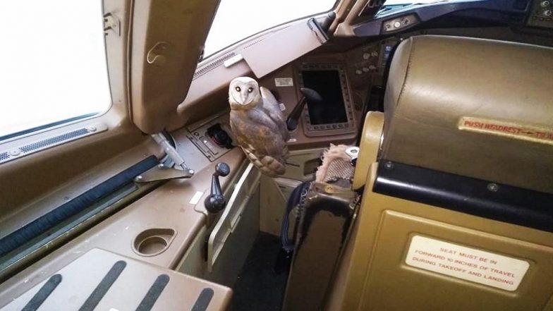 Mumbai Airport: Owl Found in Cockpit of Jet Airways Boeing 777 Plane Parked at Chhatrapati Shivaji Maharaj International Airport