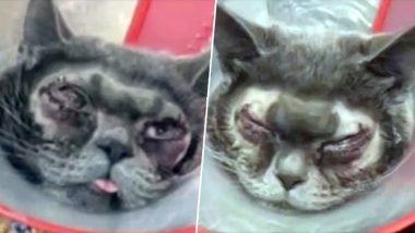 Chinese Woman Gets Plastic Surgery Done on ‘Ugly’ Pet Cat, Spends £1,100 to Get to ‘Correct’ the Feline’s Eyes, Slammed for Animal Abuse