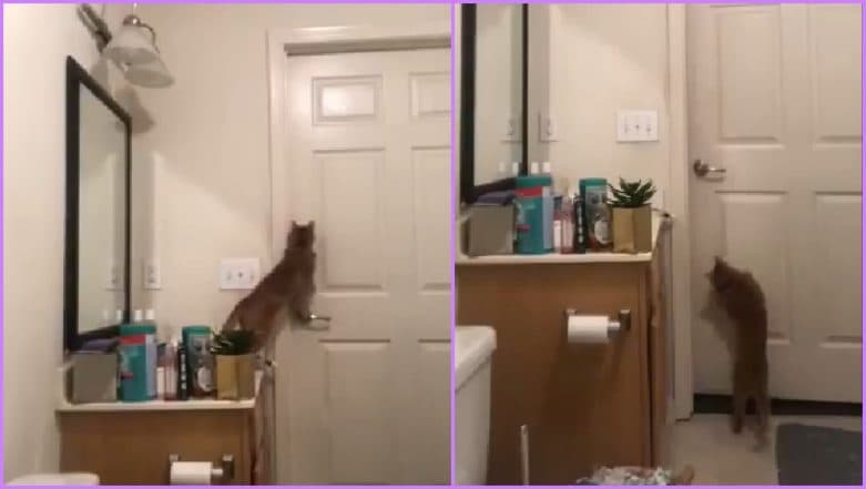 Video of Cat Opening Bathroom Door Goes Viral, Cat Owners on Twitter Share Their Own Hilarious Experiences Video of Cat Opening Bathroom Door Goes Viral, Cat Owners on Twitter Share Their Own Hilarious Experiences