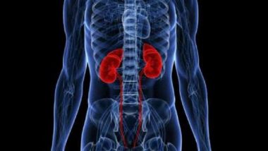 Medical Marvel: Made-to-Order Human Kidneys Soon to Become Reality