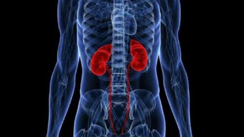 Medical Marvel: Made-to-Order Human Kidneys Soon to Become Reality Medical Marvel: Made-to-Order Human Kidneys Soon to Become Reality