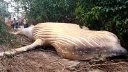 Dead Humpback Whale Found in Amazon Jungle! Scientists Are Figuring How it Got There