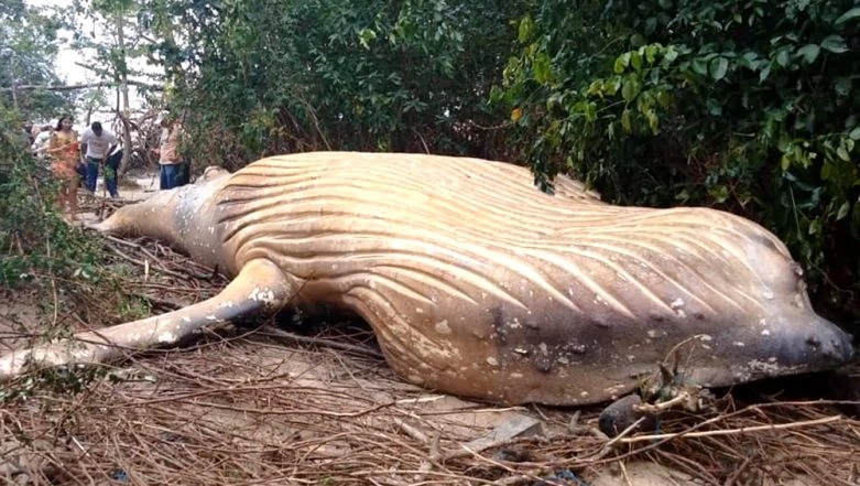 Odisha: 40-Ft Whale Carcass Washes Ashore in Gahirmatha Marine Sanctuary