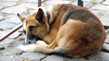 Patna Man Ready to Leave His Wife as She Asked Him to Get Rid of His Dog Who Bit Her Thrice