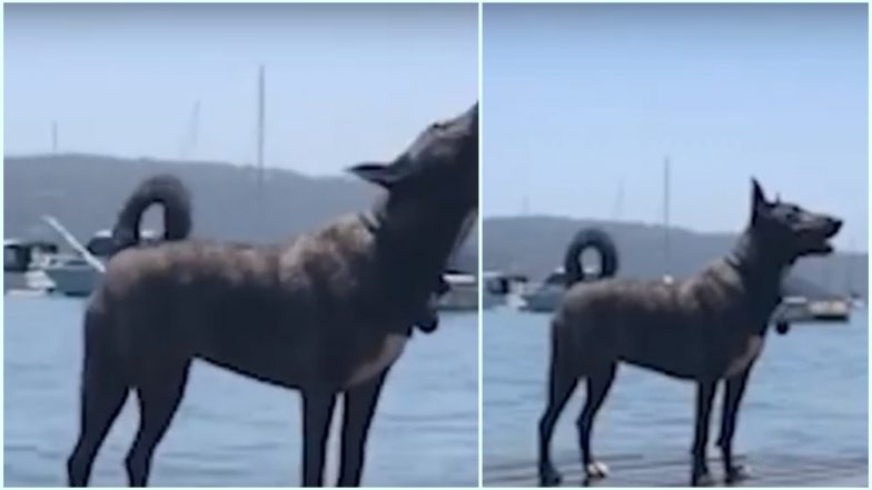 Dog Barks & Shoots Butt Water After Too Much of Sea Water Intake While Swimming; Watch Viral Video