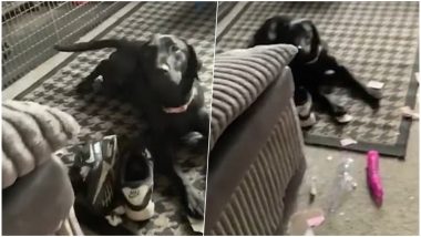 Pet Dog Plays With Dildo He Found Inside Neighbours' Package; Owners Embarrassed, Watch Funny Video