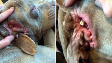 Dog With Two Mouths in Oklahoma! Canine Has Salivating Mouth in Place of an One Ear, Watch Video