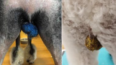 Glitter on Dogs’ Testicles? Why This Inhuman ‘Trend’ Shouldn’t Catch On