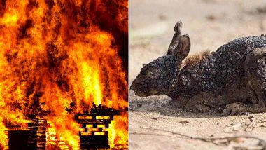 Bandipur Forest Fire: FAKE Photos of Dead Animals from Karnataka Tiger  Reserve Circulate on Social Media! Here's the Truth | 👍 LatestLY