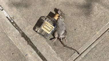 NYC: Rat's Picture with an Empty Bottle of Hennessy Goes Viral, Twitter  Floods with Funny Jokes and Memes | 👍 LatestLY