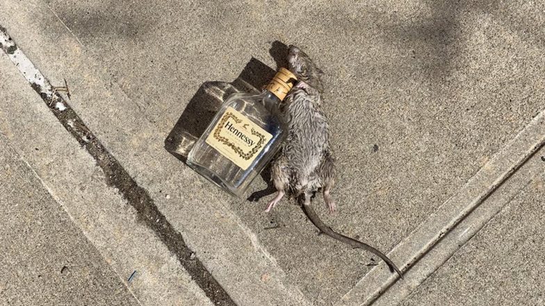 NYC: Rat's Picture with an Empty Bottle of Hennessy Goes Viral, Twitter Floods with Funny Jokes and Memes