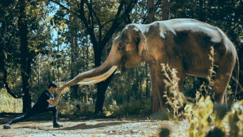 Vidyut Jammwal Takes Daredevilry To the Next Level in His Upcoming Action Film Junglee Vidyut Jammwal Takes Daredevilry To the Next Level in His Upcoming Action Film Junglee