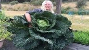 World&rsquo;s Largest Cabbage? Australian Couple Grows Cabbage Almost As Big As a Man! View Pic