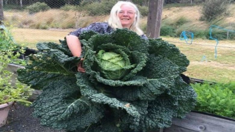 World’s Largest Cabbage? Australian Couple Grows Cabbage Almost As Big As a Man! View Pic World’s Largest Cabbage? Australian Couple Grows Cabbage Almost As Big As a Man! View Pic