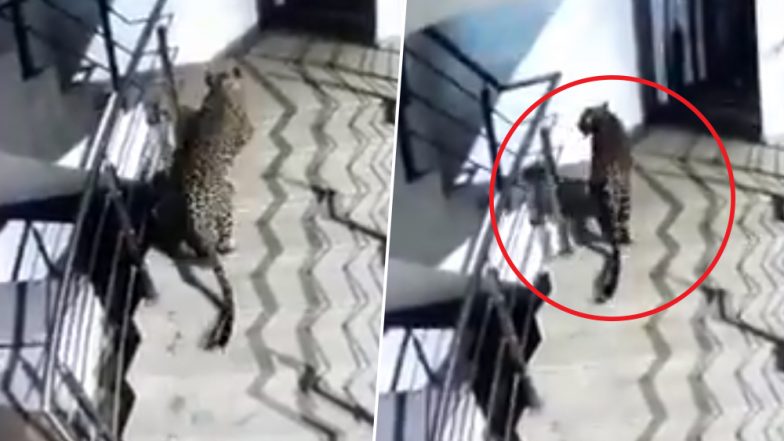 Leopard Spotted Walking in Thane’s Korum Mall, Search Operation Underway; Watch Video