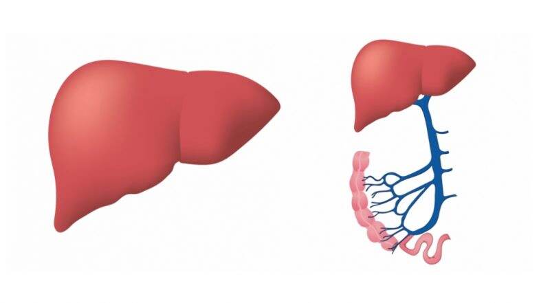 Israeli Scientists Discover 27 Molecules for Treating Obesity and Fatty Liver Disease Israeli Scientists Discover 27 Molecules for Treating Obesity and Fatty Liver Disease