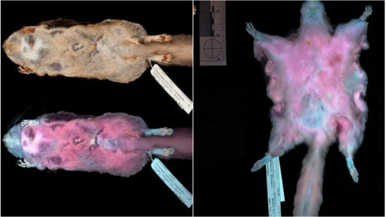 North American Flying Squirrels Found to Glow Pink in Night!