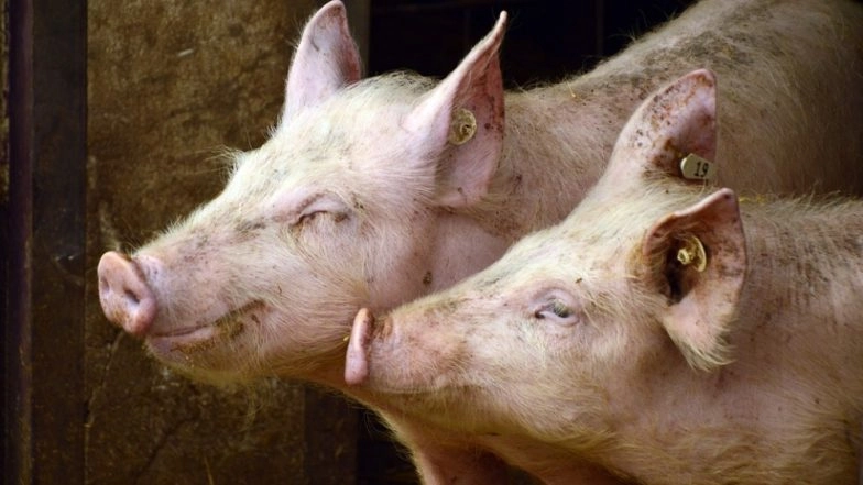 Nipah Virus Scare in Kerala: PETA Asks State Govt To Shut Pig Farms To Prevent Epidemic