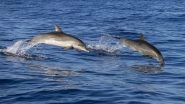 Dolphins Spotted Near Mumbai: Five Endangered Humpback Dolphins Seen Swimming off Vasai Coast in Nalasopara (Watch Video)