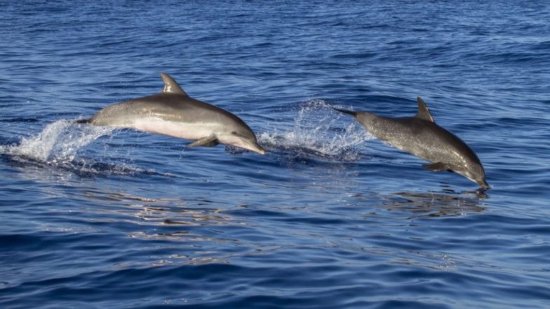 Dolphins Spotted Near Mumbai: Five Endangered Humpback Dolphins Seen Swimming off Vasai Coast in Nalasopara (Watch Video)