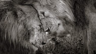 Wildlife Photographer of the Year 2018: Photo of a Heartwarming Moment Between Two Lions Captured in Africa Wins Award
