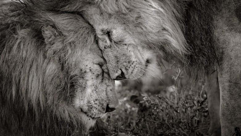 Wildlife Photographer of the Year 2018: Photo of a Heartwarming Moment Between Two Lions Captured in Africa Wins Award Wildlife Photographer of the Year 2018: Photo of a Heartwarming Moment Between Two Lions Captured in Africa Wins Award