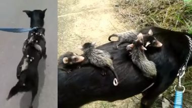 Mother Dog Coping with Loss of Puppies Adopts Baby Possum (Watch Video)