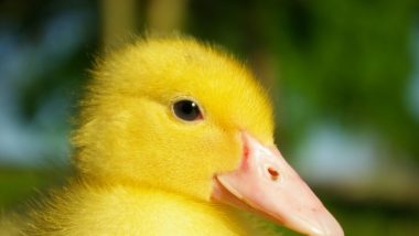 British Teenager Buys Egg From Waitrose Supermarket, Hatches Duckling Three Weeks Later