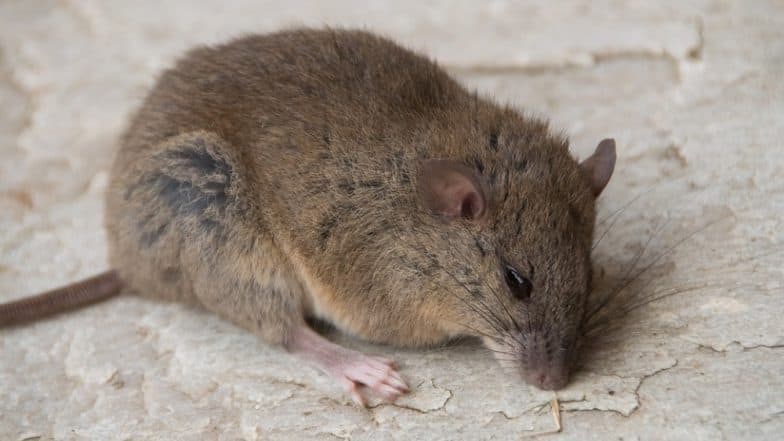Climate Change Claims Bramble Cay Melomys! Australia Declares the Great Barrier Reef Rodent Extinct Due to Habitat Loss Climate Change Claims Bramble Cay Melomys! Australia Declares the Great Barrier Reef Rodent Extinct Due to Habitat Loss