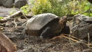 Giant Tortoise Helonoidis Phantasticus Believed to Be Extinct for More Than a Century Found in Galapagos Island (See Pictures)