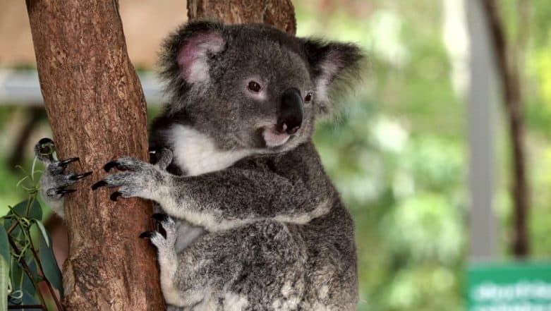 Please look at this sexy koala posing in front of the camera to