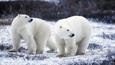 Climate Change Effect: Polar Bears Invade Russian Homes in Search of Food as Arctic Sea Ice Melts